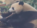 国宝大熊猫视频,萌动瞬间，揭秘大熊猫生活奥秘